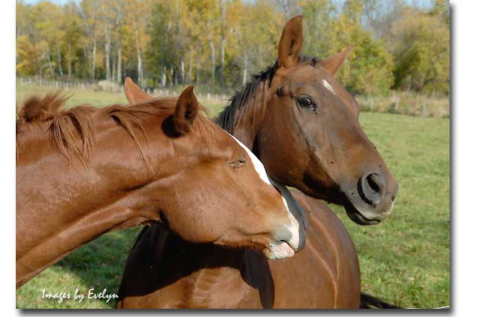 horses2009